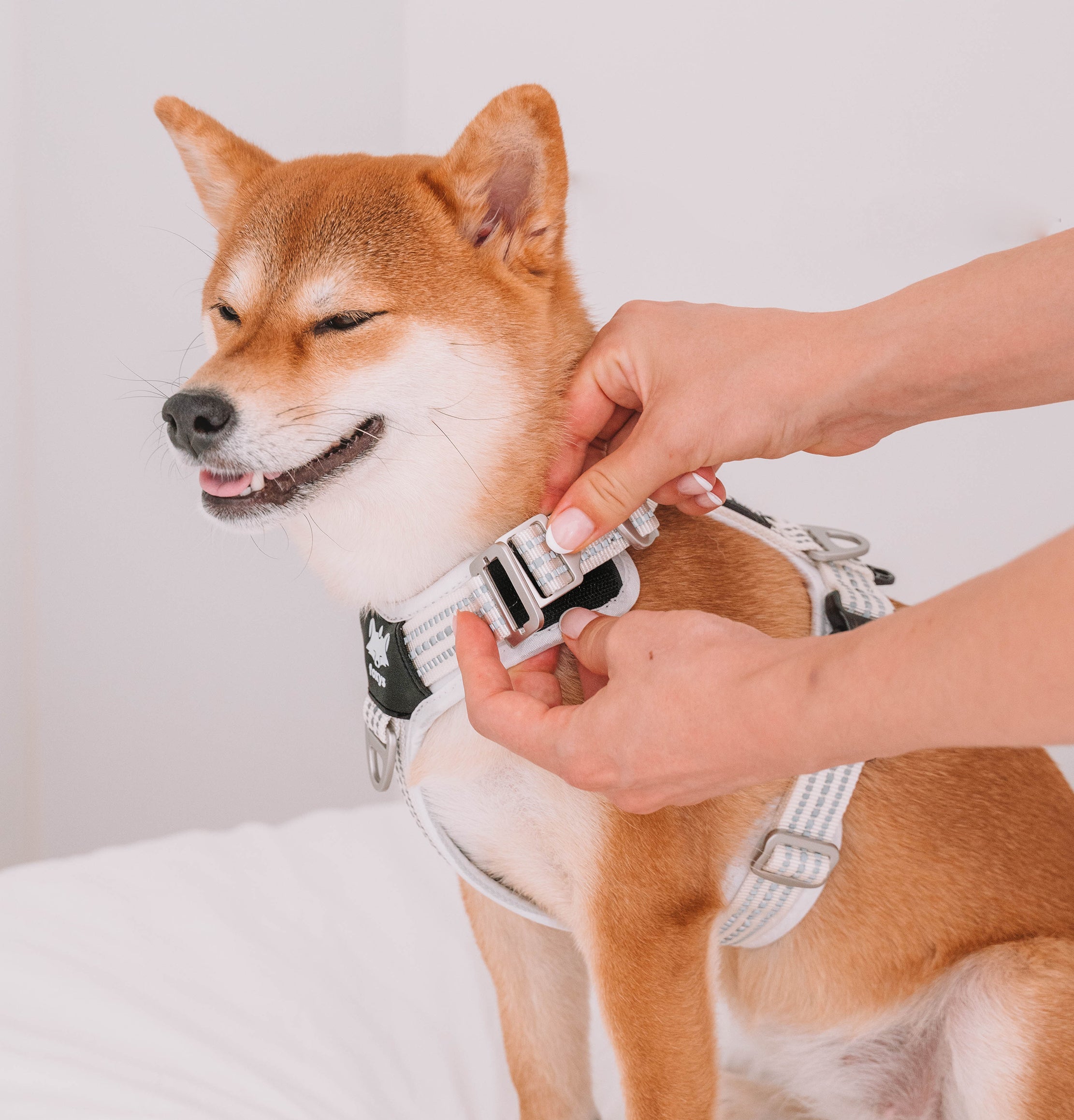 Panda shop dog harness