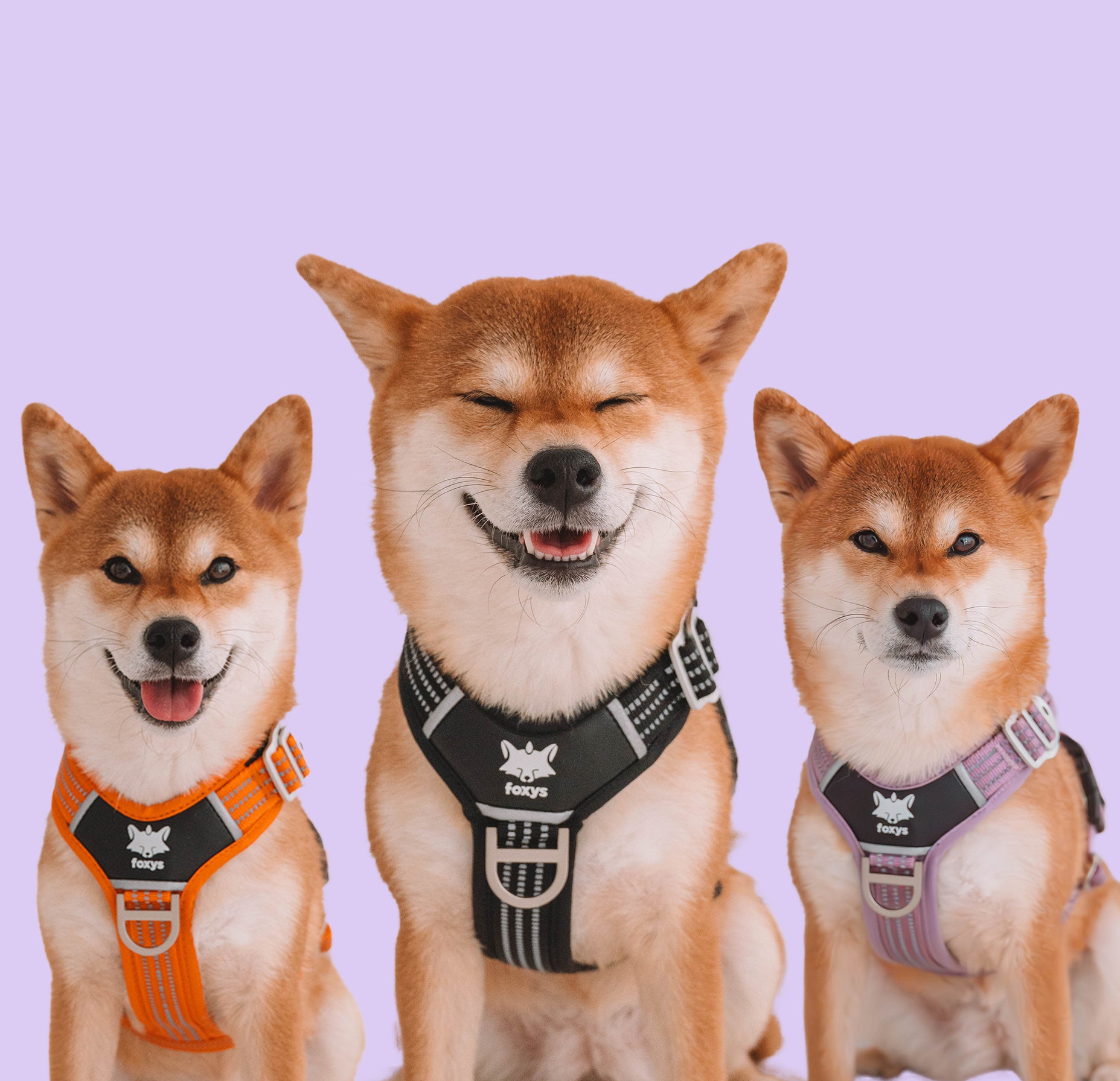 FoxysBrand | Collars, Elegant Harnesses and Accessories for Dogs