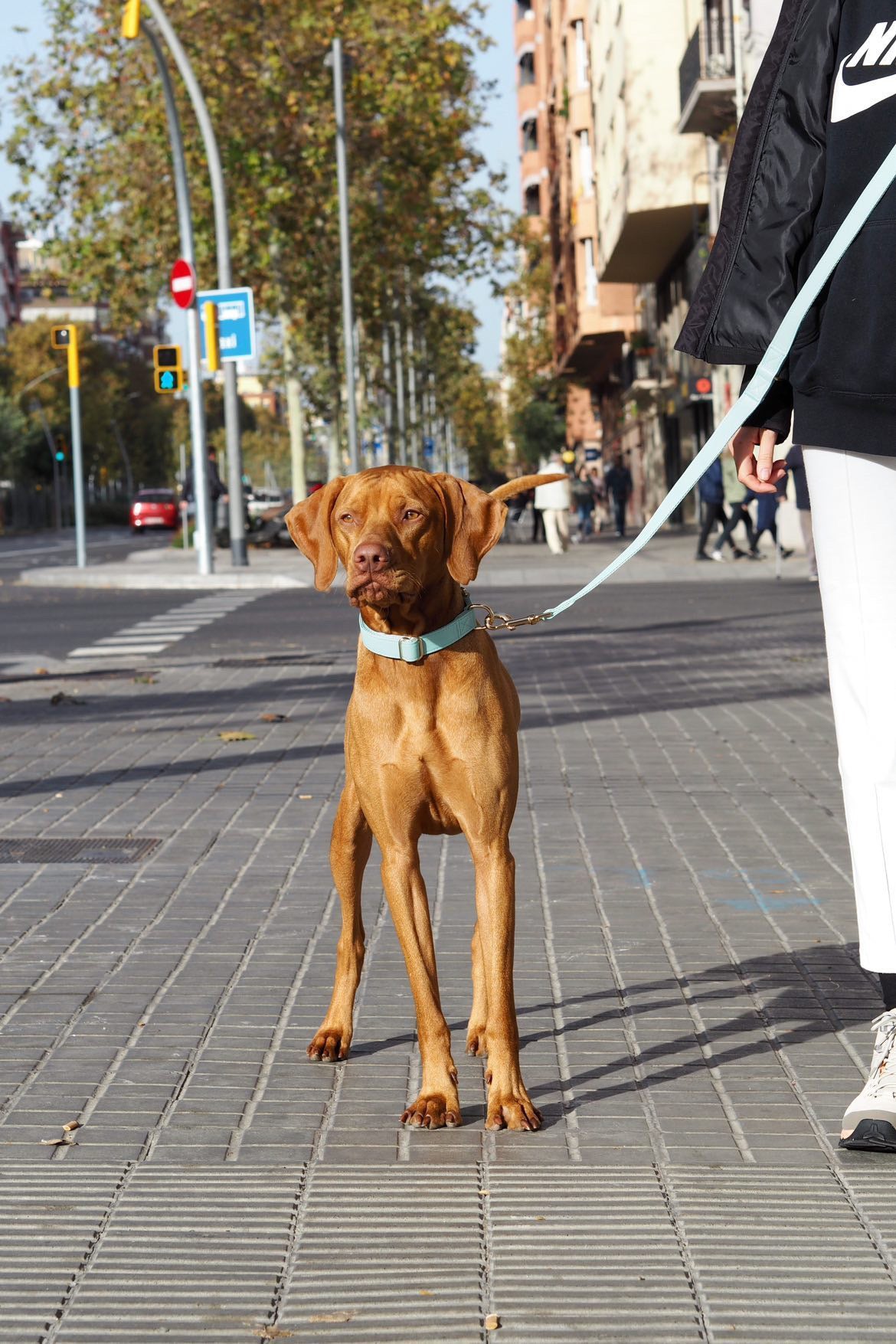 @tromso_the_visla CityFox™ Kit Collar y Correa de Perro - Color Aqua | Foxys